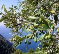 Olive Oil and More: Albenga, Sanremo, and Their Valleys
