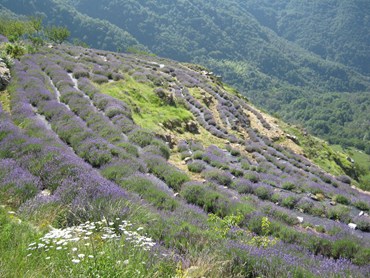 ANCIENT CUGGE DISTILLERY, NOT BY MISTAKE IN THE ARGENTINE VALLEY