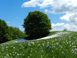 E' finalmente tempo di narcisi