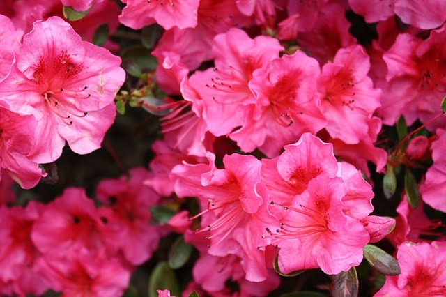 I “nobili” fiori della primavera ligure 