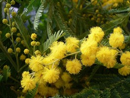 Auguri alle donne artigiane