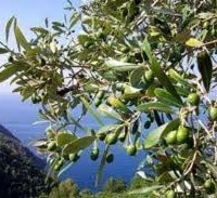 Circuito dell’olio e non solo: Albenga, Sanremo e le valli