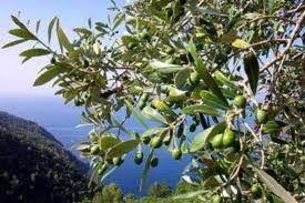 Olive Oil and More: Albenga, Sanremo, and Their Valleys