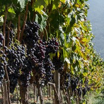 AZIENDA AGRICOLA GRILLO – ANTICO FRANTOIO