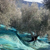 AZIENDA AGRICOLA GRILLO – ANTICO FRANTOIO