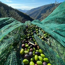 AZIENDA AGRICOLA GRILLO – ANTICO FRANTOIO