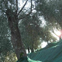 Olio Roi