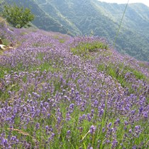 Antica Distilleria Cugge - Olio Essenziale di Lavanda - Idrolato di Lavanda