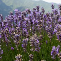 Antica Distilleria Cugge - Olio Essenziale di Lavanda - Idrolato di Lavanda
