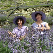 Antica Distilleria Cugge - Olio Essenziale di Lavanda - Idrolato di Lavanda