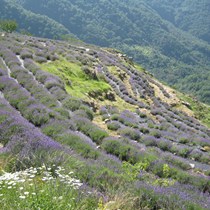 Antica Distilleria Cugge - Olio Essenziale di Lavanda - Idrolato di Lavanda