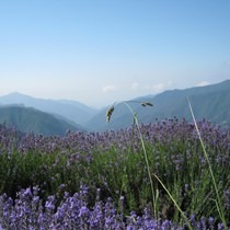 Antica Distilleria Cugge - Olio Essenziale di Lavanda - Idrolato di Lavanda
