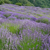Antica Distilleria Cugge - Olio Essenziale di Lavanda - Idrolato di Lavanda