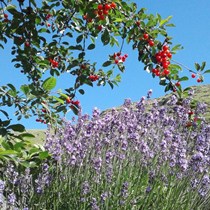 Antica Distilleria Cugge - Olio Essenziale di Lavanda - Idrolato di Lavanda
