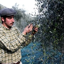 Azienda Agricola Raibaudo