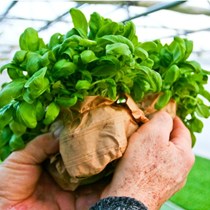 Il Pesto di Prà