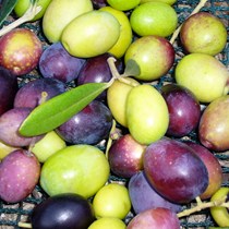 Azienda Agricola Rudasso