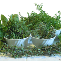 Azienda Agricola Artemisia - Montoggio