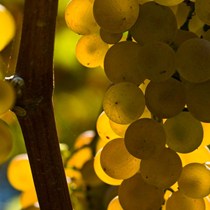 Società Semplice Agricola Gajaudo