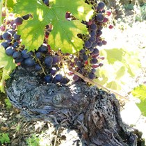 Società Semplice Agricola Gajaudo